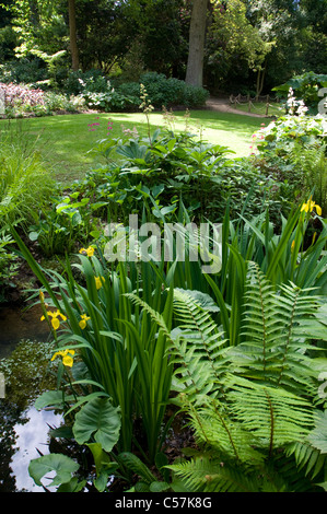 Farne und gelbe Iris wächst in der Nähe eines Streams in einer Gartenanlage in Abbotsbury subtropischen Gärten in Dorset UK Stockfoto