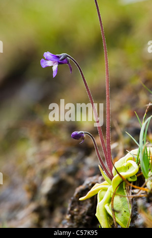 Gemeinsamen Fettkraut Pinguicula Vulgaris. Schottland, Großbritannien Stockfoto