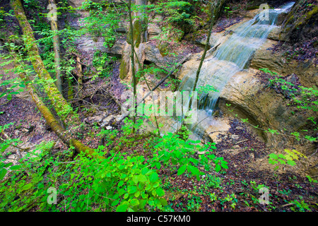 Sihlwald, Schweiz, Europa, Kanton Zürich, Naturschutzgebiet, Holz, Wald, Bäume, Bach, Wasserfall, Frühling Stockfoto