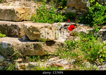 Klatschmohn Vor Mauer - Klatschmohn vor der Wand 08 Stockfoto