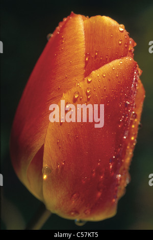 Nahaufnahme von eine orangefarbene Tulpe mit Tautropfen auf den Blütenblättern Stockfoto