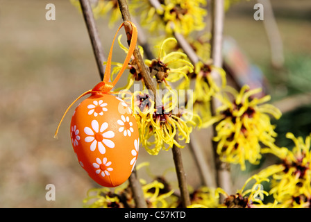 Osterstrauch Hamamelis - Hamamelis Strauch in Ostern 04 Stockfoto