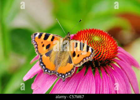 Tagpfauenauge Auf Purpursonnenhut - Europäische Pfau auf lila Sonnenhut-01 Stockfoto