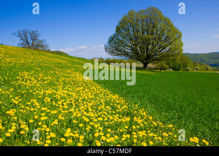 Wintersingen, Schweiz, Europa, Kanton Basel-Landschaft, Feld, Wiese, Löwenzahn, Baum, Eiche, Stockfoto