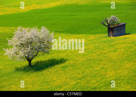 Wintersingen, Schweiz, Europa, Kanton Basel-Landschaft, Feld, Wiese, Löwenzahn, Baum, Kirschbaum, Hütte Stockfoto