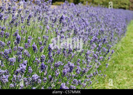 Linie von Büschen. Lavendel (Lavandula Officinalis). East Sussex. England. Mit begrenzten Schärfentiefe Stockfoto