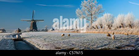 Den Niederlanden, Nigtevecht, Schafe und Windmühle im Schnee. Panorama-Blick. Stockfoto