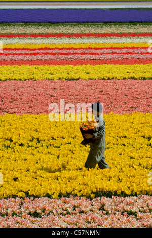 Der Niederlande, Lisse, Arbeiter arbeiten auf dem Gebiet der Tulpe. Stockfoto