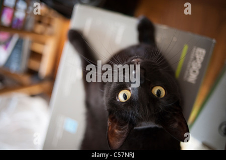 Boogie-Woogie, einer inländischen kurze Haare schwarze Katze schaut der Fotograf auf Donnerstag, 7. Juli 2011. (© Richard B. Levine) Stockfoto