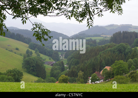 Verschiedene Bauernhöfe und Häuser in einer grünen Berglandschaft im Schwarzwald, Baden-Württemberg, Deutschland Stockfoto