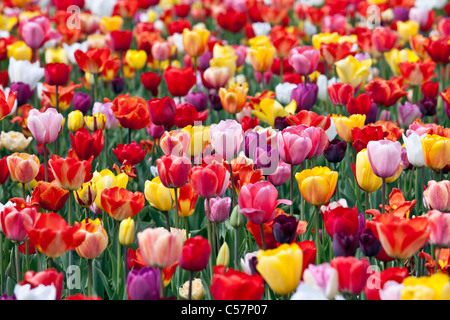 Den Niederlanden, Lisse, Tulpe Blumen. Stockfoto