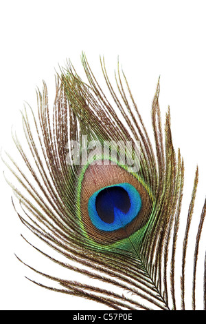 Detail der Pfau Feder Auge auf weißem Hintergrund Stockfoto