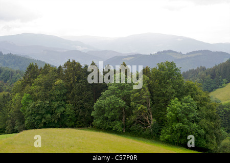 Eine grüne Landschaft und die schöne Landschaft mit verschiedenen Bäumen und vielen Hügeln im Schwarzwald, Baden-Württemberg, Deutschland Stockfoto