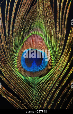 Detail der Pfau Feder Auge auf schwarzem Hintergrund Stockfoto