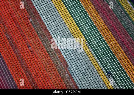 Die Niederlande, Lisse, blühende Blumenfelder, vor allem Tulpe. Antenne. Stockfoto