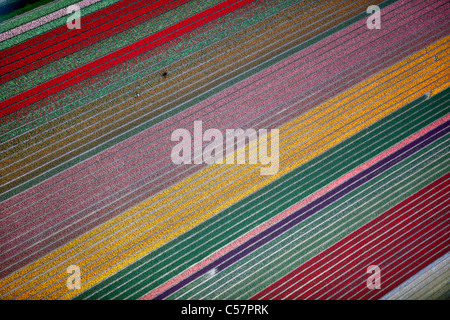 Die Niederlande, Lisse, blühende Blumenfelder, vor allem Tulpe. Antenne. Stockfoto