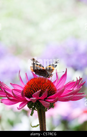 Vanessa Atalanta. Red Admiral Schmetterling Fütterung auf eine Echinacea Purpurea Sonnenhut