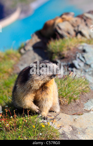 1, Alpen, Murmeltier, Murmeltier, Alpine Fauna, Alpenpanorama, Alpine, Bau, Berg, Fauna, Felsen, Felsen, Berge, obere Stockfoto