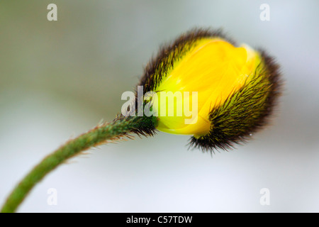 Alpen, Mohn, Alpine Blume, Alpenflora, Alpine Mohn, Berg, Berg Blume, Berge, Bergflora, Blume, Blüte, f Stockfoto