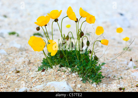 Alpen, Mohn, Alpine Blume, Alpenflora, Alpine Mohn, Berg, Berg Blume, Berge, Bergflora, Blume, Blüte, D Stockfoto