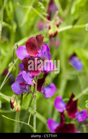 Duftende Platterbse, Lathyrus man "Cupani", in Blüte Stockfoto
