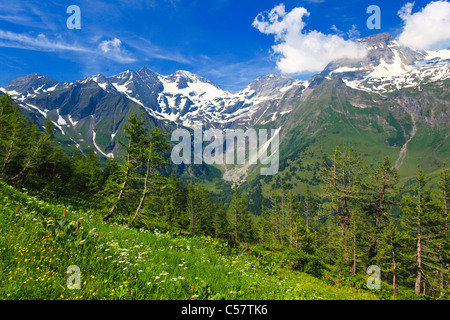 Abend, Alptraum, Alpen, Alpenblumen, Alpenflora, Alpenpanorama, Berg, Gebirge, Bergpanorama, Blumen, Stockfoto