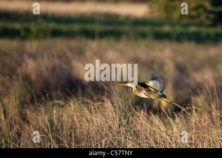 Der Nationalpark der Niederlande, Sluis, genannt Zouweboezem. Purpurreiher Ardea Purpurea. Stockfoto