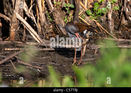 Der Nationalpark der Niederlande, Sluis, genannt Zouweboezem. Wasser-Schiene Rallus Aquaticus. Stockfoto