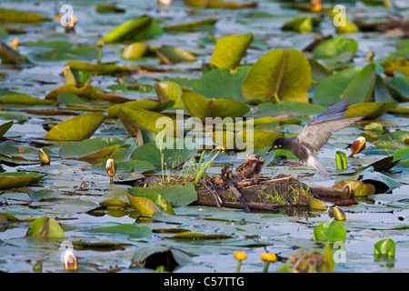 Der Nationalpark der Niederlande, Sluis, genannt Zouweboezem. Schwarze Seeschwalben, Chlidonias Niger, Zucht. Jungen am Nest füttert. Stockfoto