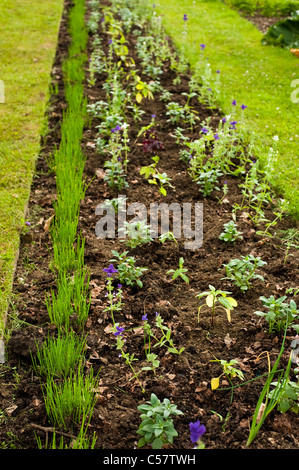 Neu gepflanzte gemischten Beet in Painswick Rokoko-Garten, Gloucestershire, England, Vereinigtes Königreich Stockfoto