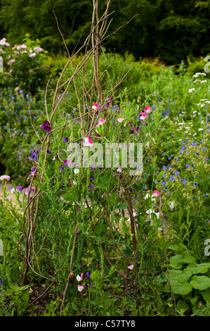 Duftende Platterbse, Lathyrus man "Cupani" und "Painted Lady" in der Blume Stockfoto