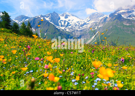 Abend, Alptraum, Alpen, Alpenblumen, Alpenflora, Alpenpanorama, Berg, Gebirge, Bergpanorama, Blumen, Stockfoto