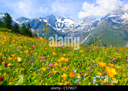 Abend, Alptraum, Alpen, Alpenblumen, Alpenflora, Alpenpanorama, Berg, Gebirge, Bergpanorama, Blumen, Stockfoto