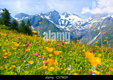 Abend, Alptraum, Alpen, Alpenblumen, Alpenflora, Alpenpanorama, Berg, Gebirge, Bergpanorama, Blumen, Stockfoto