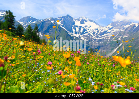 Abend, Alptraum, Alpen, Alpenblumen, Alpenflora, Alpenpanorama, Berg, Gebirge, Bergpanorama, Blumen, Stockfoto