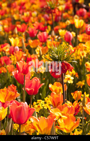 Den Niederlanden, Lisse, Blumengarten Keukenhof, vor allem Tulpen. Stockfoto