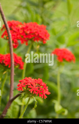 Lychnis Chalcedonica, Malteserkreuz Blume in voller Blüte Stockfoto