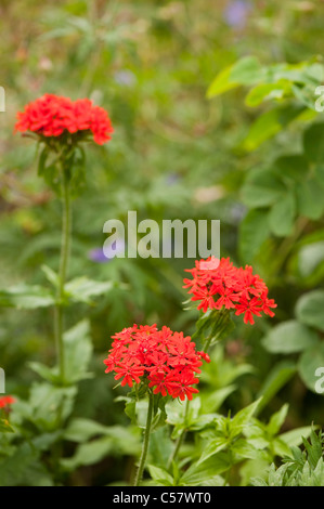 Lychnis Chalcedonica, Malteserkreuz Blume in voller Blüte Stockfoto