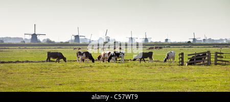Die Niederlande, Kinderdijk, Windmühlen, UNESCO-Weltkulturerbe. Kühe auf der Wiese.
