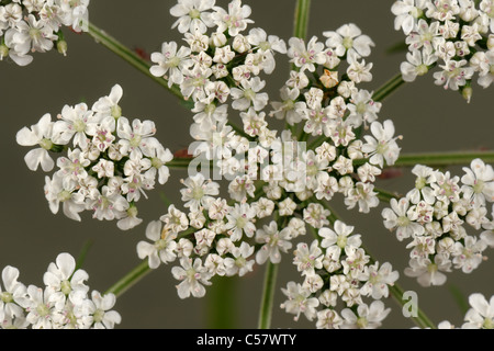 Dummkopfs Petersilie (Aethusa Cynapium) Blüte Dolde Stockfoto