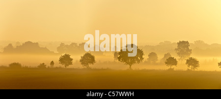 Niederlande, Meerkerk, Hof und Bäumen im morgendlichen Nebel bei Sonnenaufgang. Stockfoto