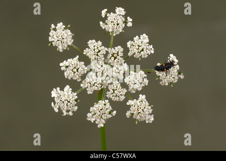 Sieben Flecken Marienkäfer, Coccinella septempunctata-Larve auf dem blühenden Umbel eines Narren Stockfoto