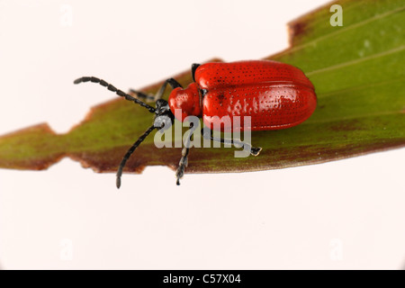 Lily Beetle (Lilioceris Lilii) Erwachsene und einige Larven Schäden an Lilium regale Stockfoto