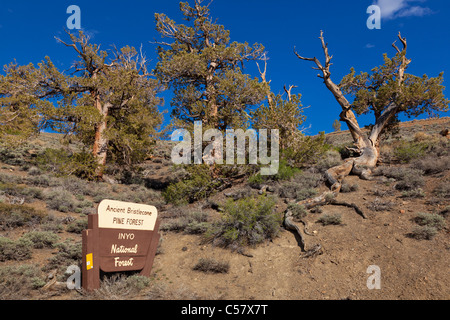 Ancient Bristlecone Pine Forest Inyo National Forest Holzschild California USA Vereinigte Staaten von Amerika Stockfoto
