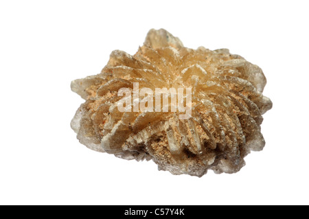 Baryte / Desert Rose (Tunesien) Bariumsulfat Stockfoto