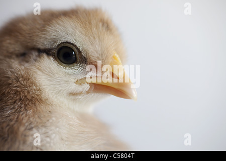 Creme erscheinen Küken Stockfoto