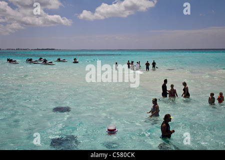 Menschen interagieren mit den Stachelrochen in Stingray City, Cayman-Inseln Stockfoto