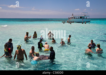 Menschen interagieren mit den Stachelrochen in Stingray City, Cayman-Inseln Stockfoto