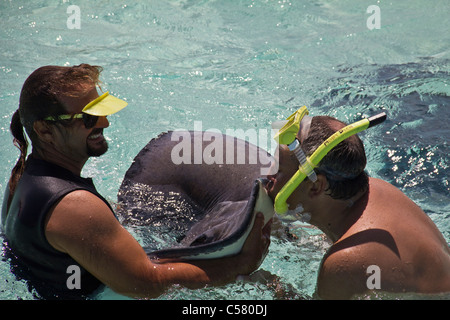 Menschen interagieren mit den Stachelrochen in Stingray City, Cayman-Inseln Stockfoto