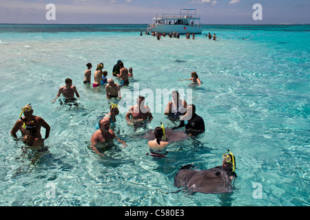 Menschen interagieren mit den Stachelrochen in Stingray City, Cayman-Inseln Stockfoto